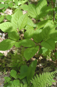 Downy serviceberry leaves